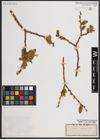 Foto von Salix caprea L.